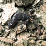 newt amongst the stones