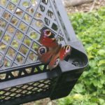 Peacock butterfly