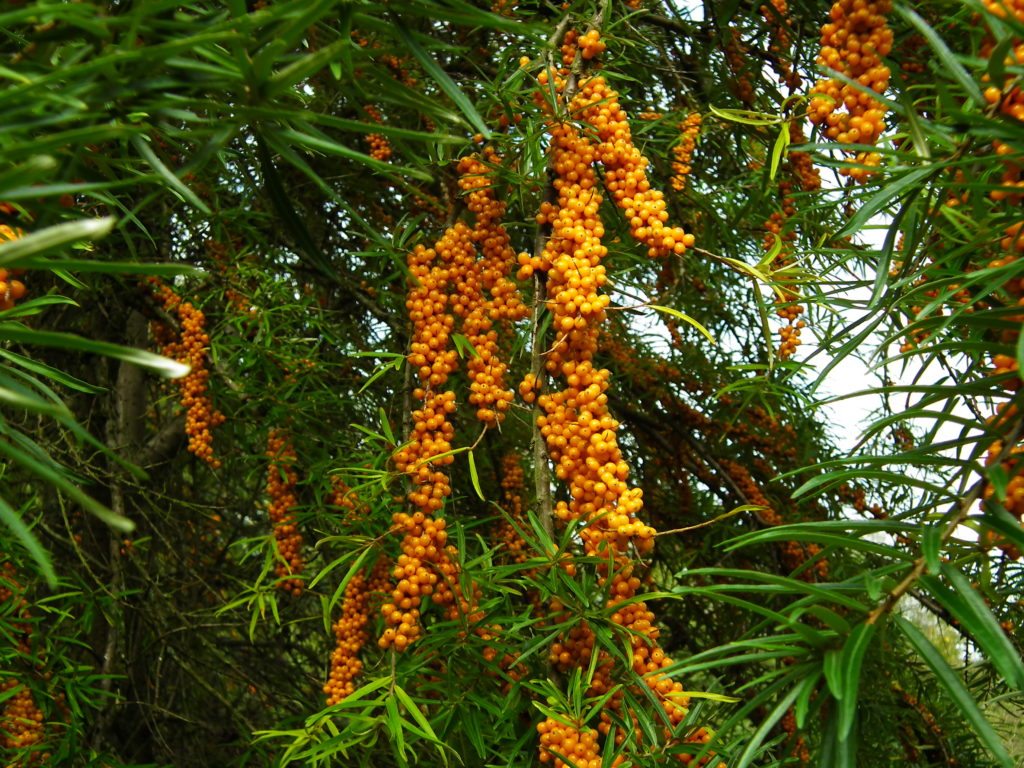 Hippophae salicifolia fruit