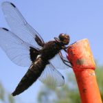 Dragonfly on a bamboo cane