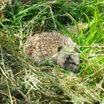 Hedgehog on the grass