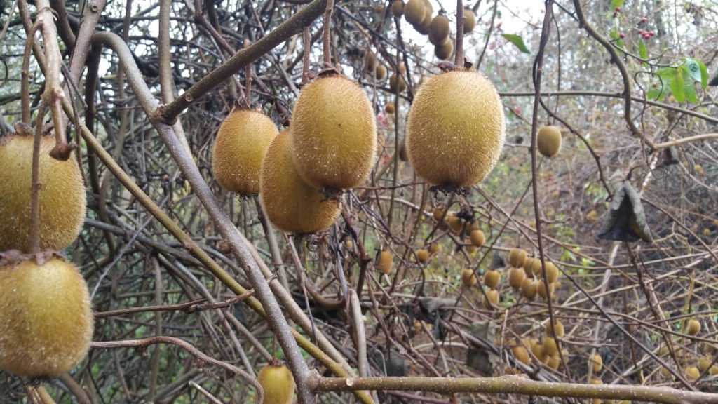 Actinidia Deliciosa(Kiwi) Fruit