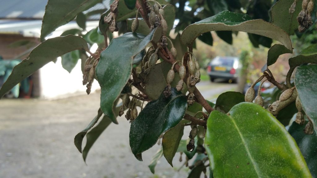 Elaeagnus x Ebbingei fruit